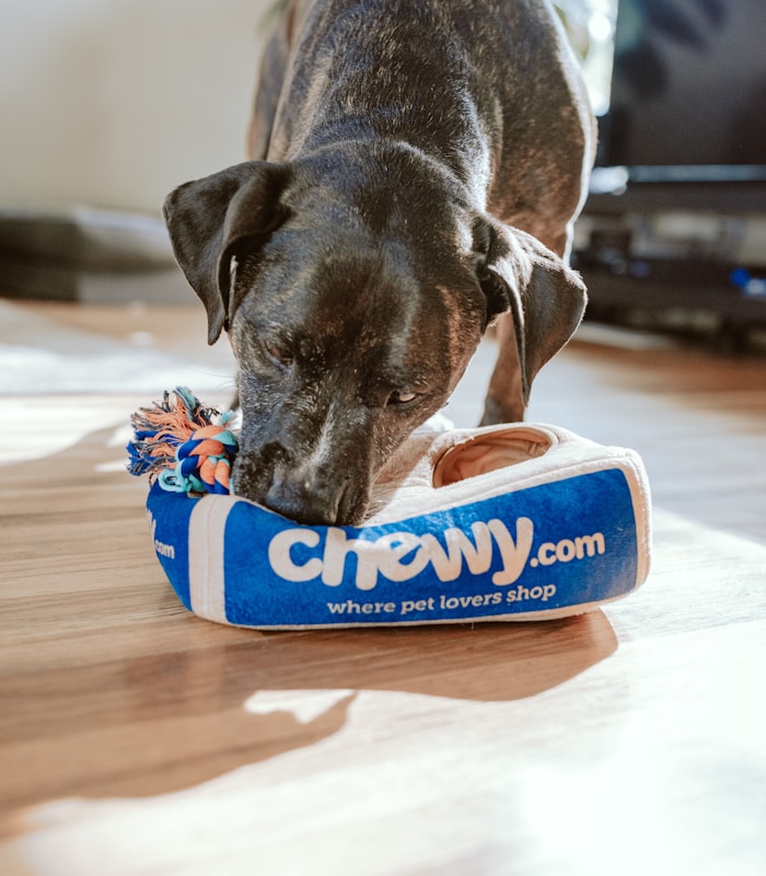 Pet care professional with dogs